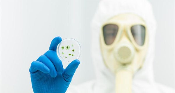 mold inspection Miami